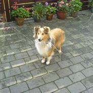Shetland sheepdog Bella