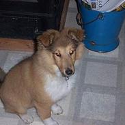 Shetland sheepdog Bella