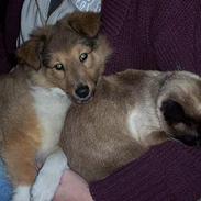 Shetland sheepdog Bella