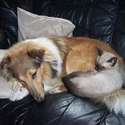 Shetland sheepdog Bella