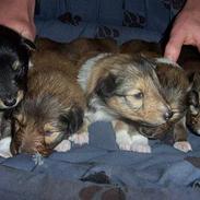 Shetland sheepdog Bella