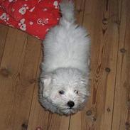 Coton de tulear Tosca vom Felsenkeller (SOLGT)