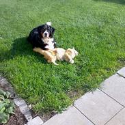 Berner sennenhund Tut