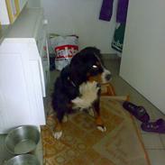 Berner sennenhund Tut