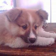 Islandsk fårehund Balou