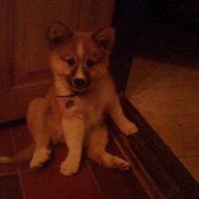 Islandsk fårehund Balou