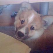 Islandsk fårehund Balou