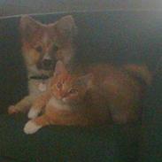 Islandsk fårehund Balou