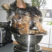 Australian silky terrier Olivia