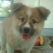 Islandsk fårehund Balou