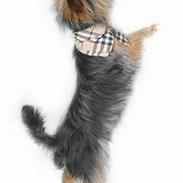 Australian silky terrier Olivia