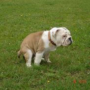 Engelsk bulldog Holger