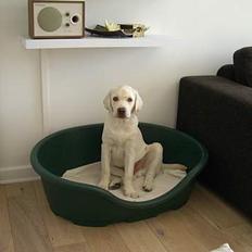 Labrador retriever Gustav