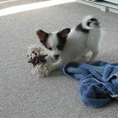 Papillon Chico R.I.P. 2011