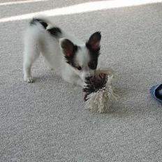 Papillon Chico R.I.P. 2011