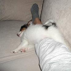 Papillon Chico R.I.P. 2011