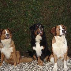 Berner sennenhund Balou