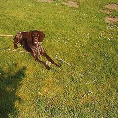 Langhåret hønsehund Rena