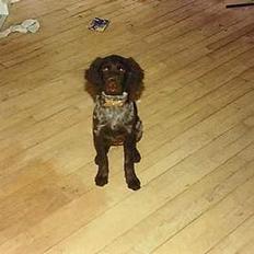 Langhåret hønsehund Rena
