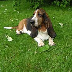 Basset hound R.I.P. 2011 George V.D Ballasthoeve