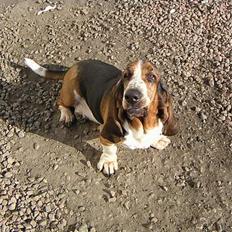 Basset hound R.I.P. 2011 George V.D Ballasthoeve