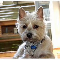 Cairn terrier Freja