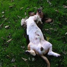 Basset hound R.I.P. 2011 George V.D Ballasthoeve