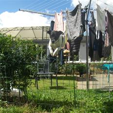 Dansk svensk gaardhund Lucky 