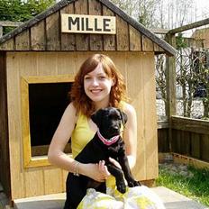 Labrador retriever Mille