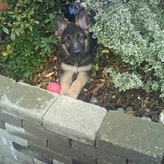 Schæferhund Kenzo