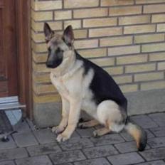 Schæferhund Kenzo