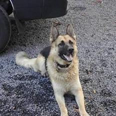 Schæferhund Kenzo