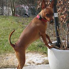 Dvaergpinscher Kiwi