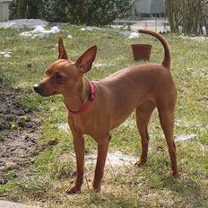 Dvaergpinscher Kiwi