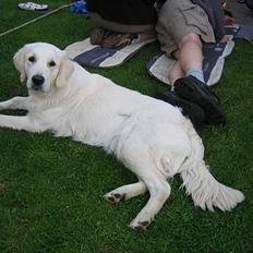 Golden retriever Abby