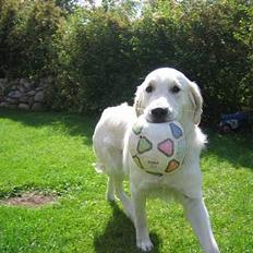 Golden retriever Abby