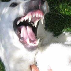 Golden retriever Abby