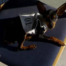 Prazsky krysarik Cosmo - død d. 14/03-07