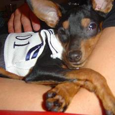 Prazsky krysarik Cosmo - død d. 14/03-07