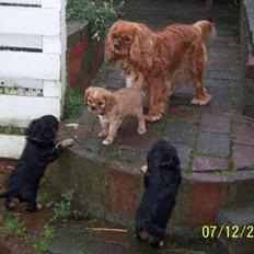 Cavalier king charles spaniel Asta