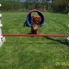Cavalier king charles spaniel Asta