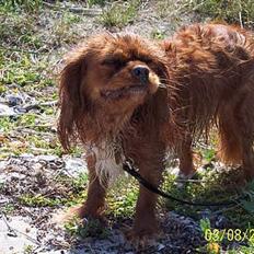 Cavalier king charles spaniel Asta