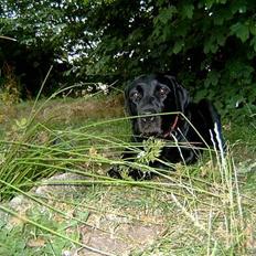 Labrador retriever Nakita <3