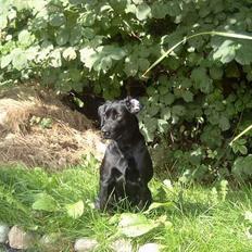 Labrador retriever Nakita <3