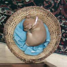 Blanding af racer Gucci