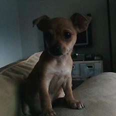 Blanding af racer Gucci