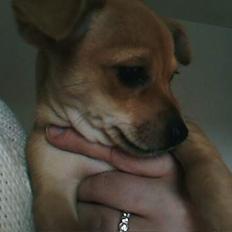 Blanding af racer Gucci