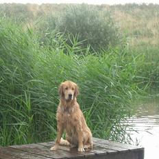Golden retriever Athene