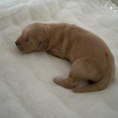 Golden retriever Athene