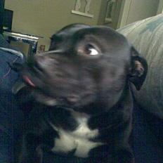 Staffordshire bull terrier Deca